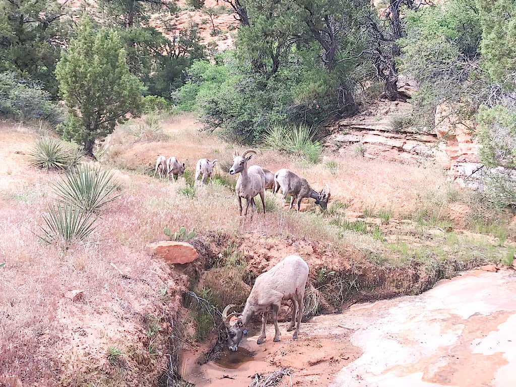 Big Horn sheep seen from Zion Mount Carmel Highway