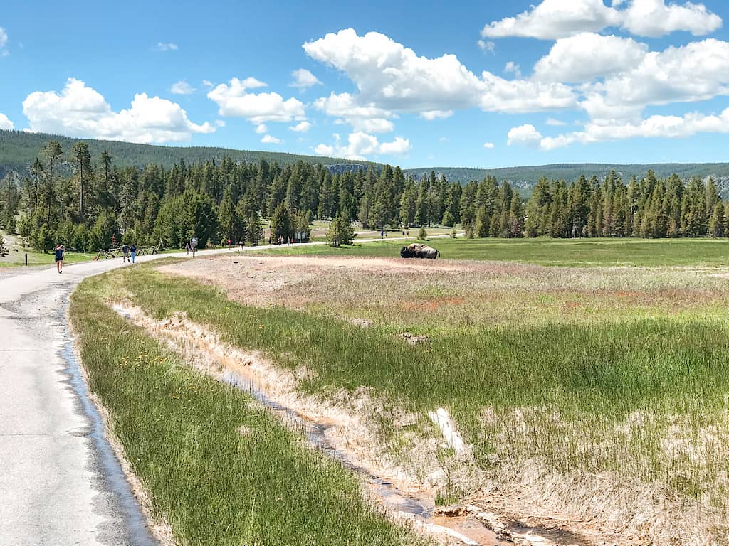 Bison walking toward people at Yellowstone