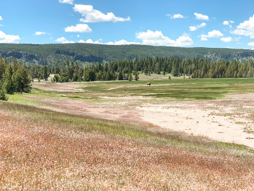 Bison in a meadow west of Old Faithful