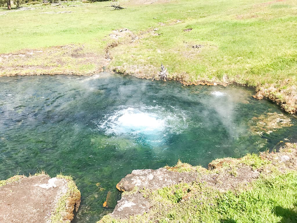 Terrace Spring in Yellowstone with Kids