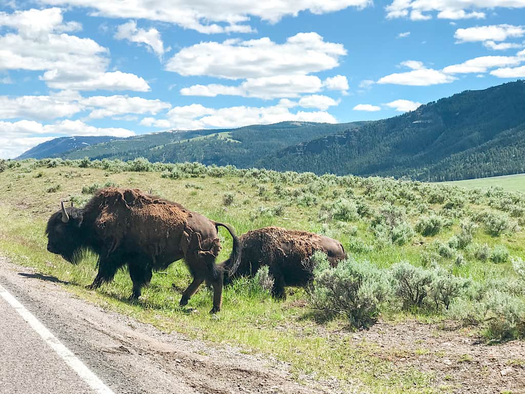 Bison crossing the road in Yellowstone