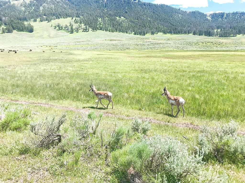 Deer in Lamar Valley Yellowstone National Park