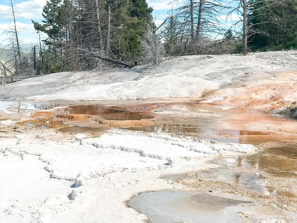 Hot Spring at Mammoth Hot Springs in Yellowstone