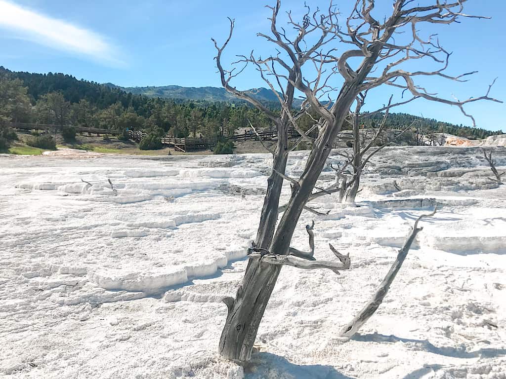 Tree at Mammoth Springs Yellowstone with Kids