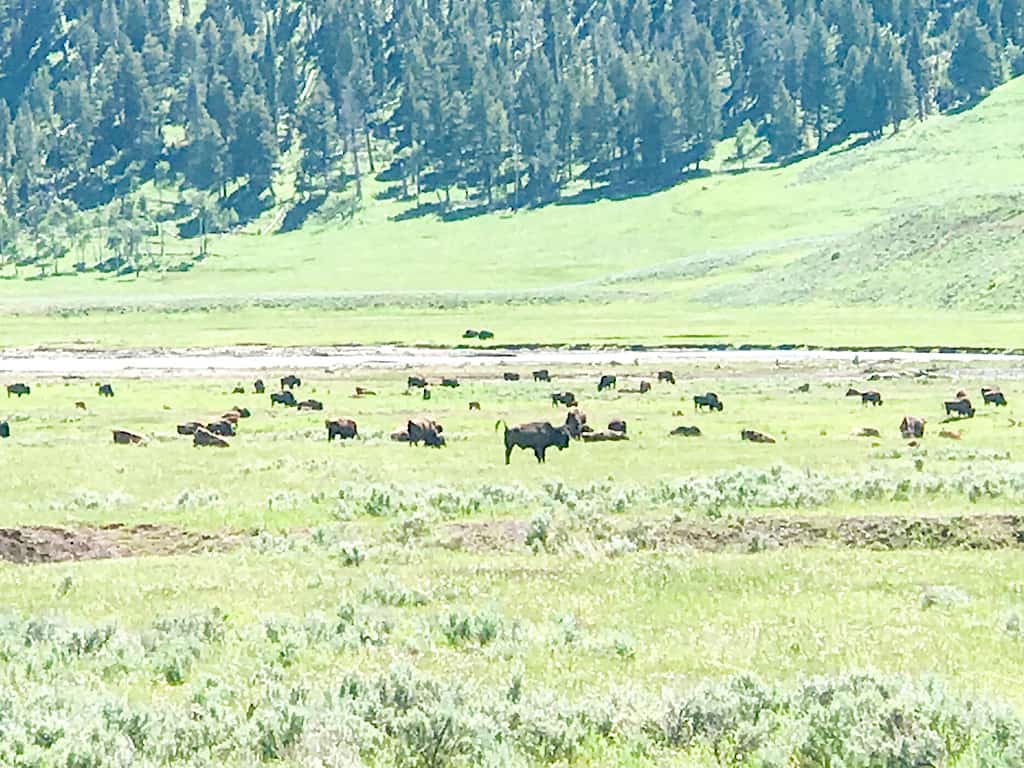 Bison in Lamar Valley Yellowstone