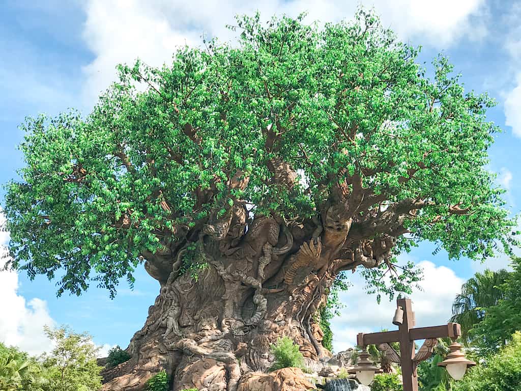 A large green tree called the Tree of Life at Disney's Animal Kingdom Theme Park