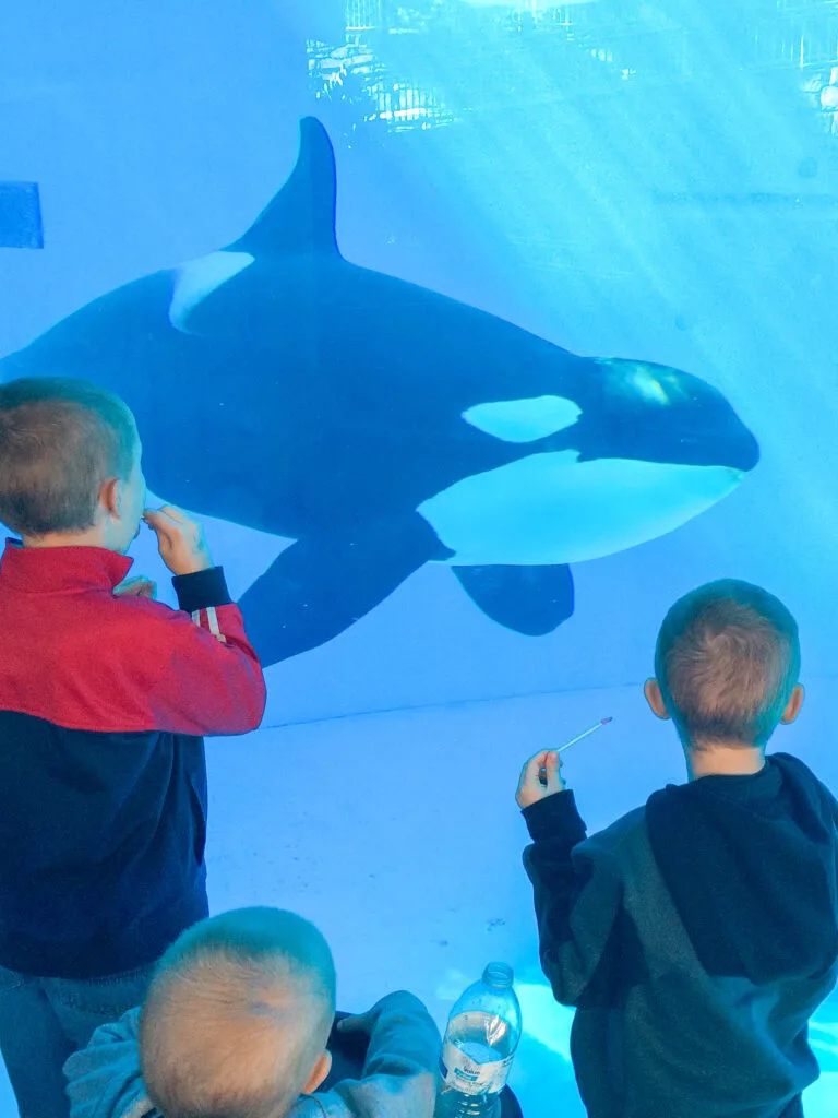 Three little boys looking at an orca in a tank.