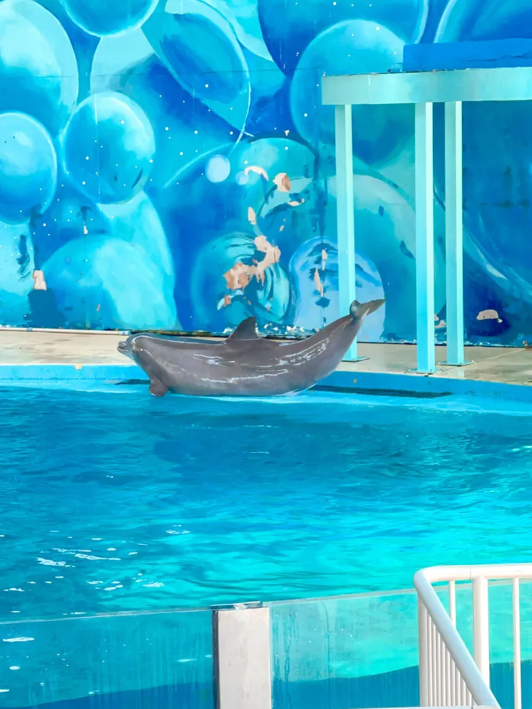 A dolphin in a pool at Six Flags Discovery Kingdom.