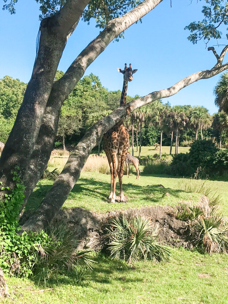 žirafa viděná z Safari Kilimandžáro v Disney ' s Animal Kingdom.