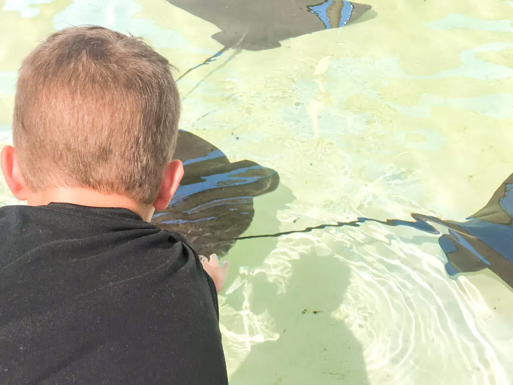 A boy touching a sting ray at Sea World.