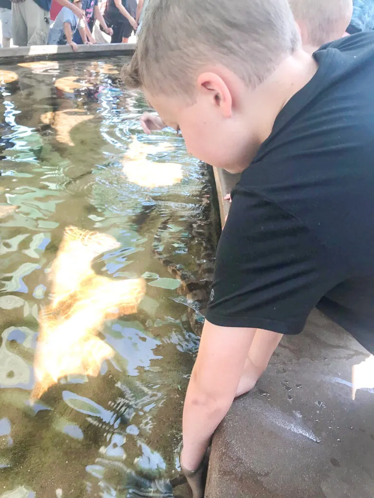 A boy touching tide pools at Sea World.