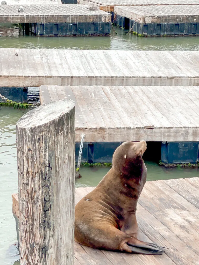 A sea lion at Pier 39.