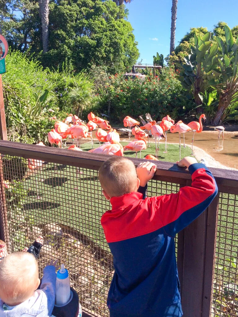 Kids looking at flamingos at Sea World.