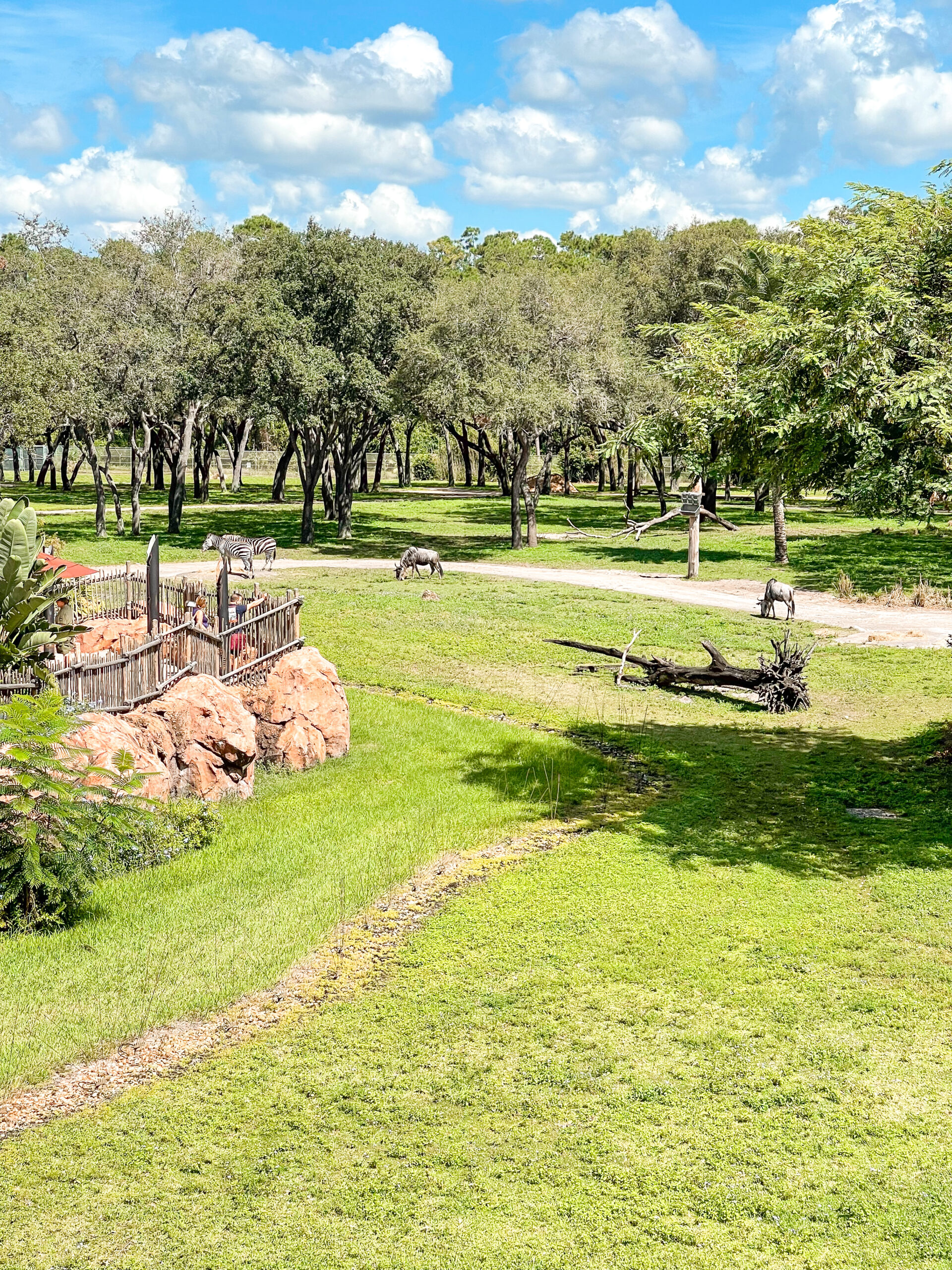 View from a standard room with a savanna view at Disney's Animal Kingdom Lodge.