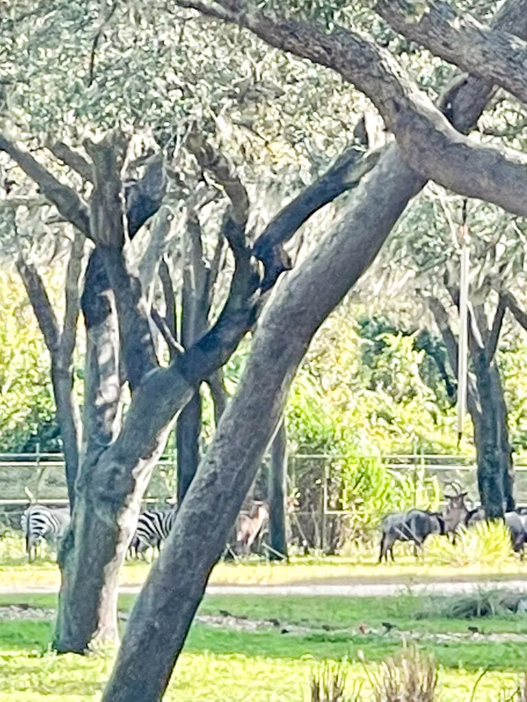 Zebras and wildebeests on the grounds of Disney's Animal Kingdom Lodge.
