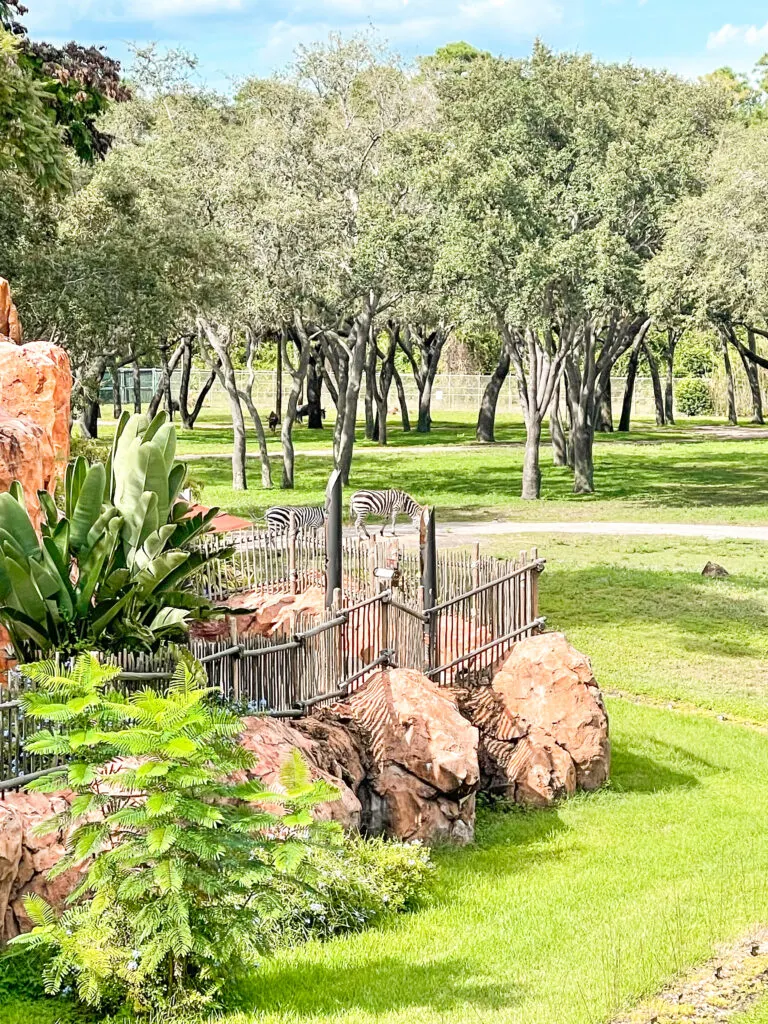 Zebras outside of a standard room with a savanna view at Disney's Animal Kingdom Lodge.
