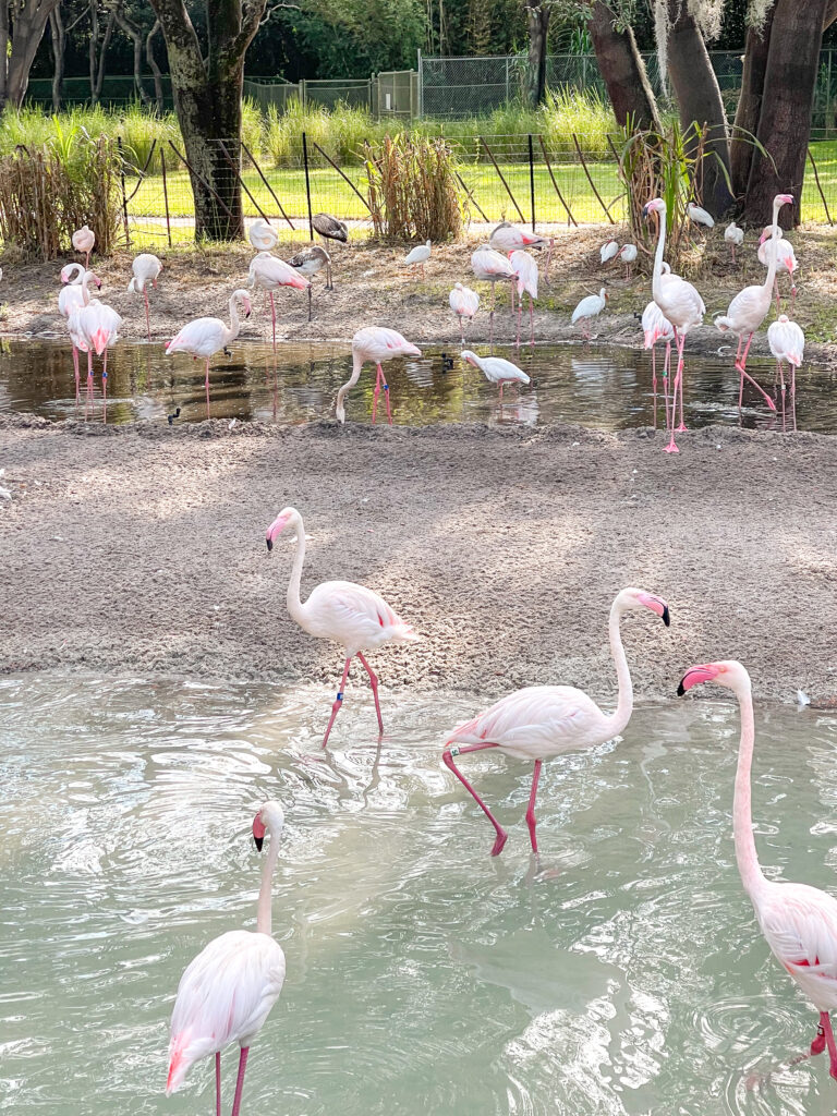Flamingos at Disney's Animal Kingdom Lodge.