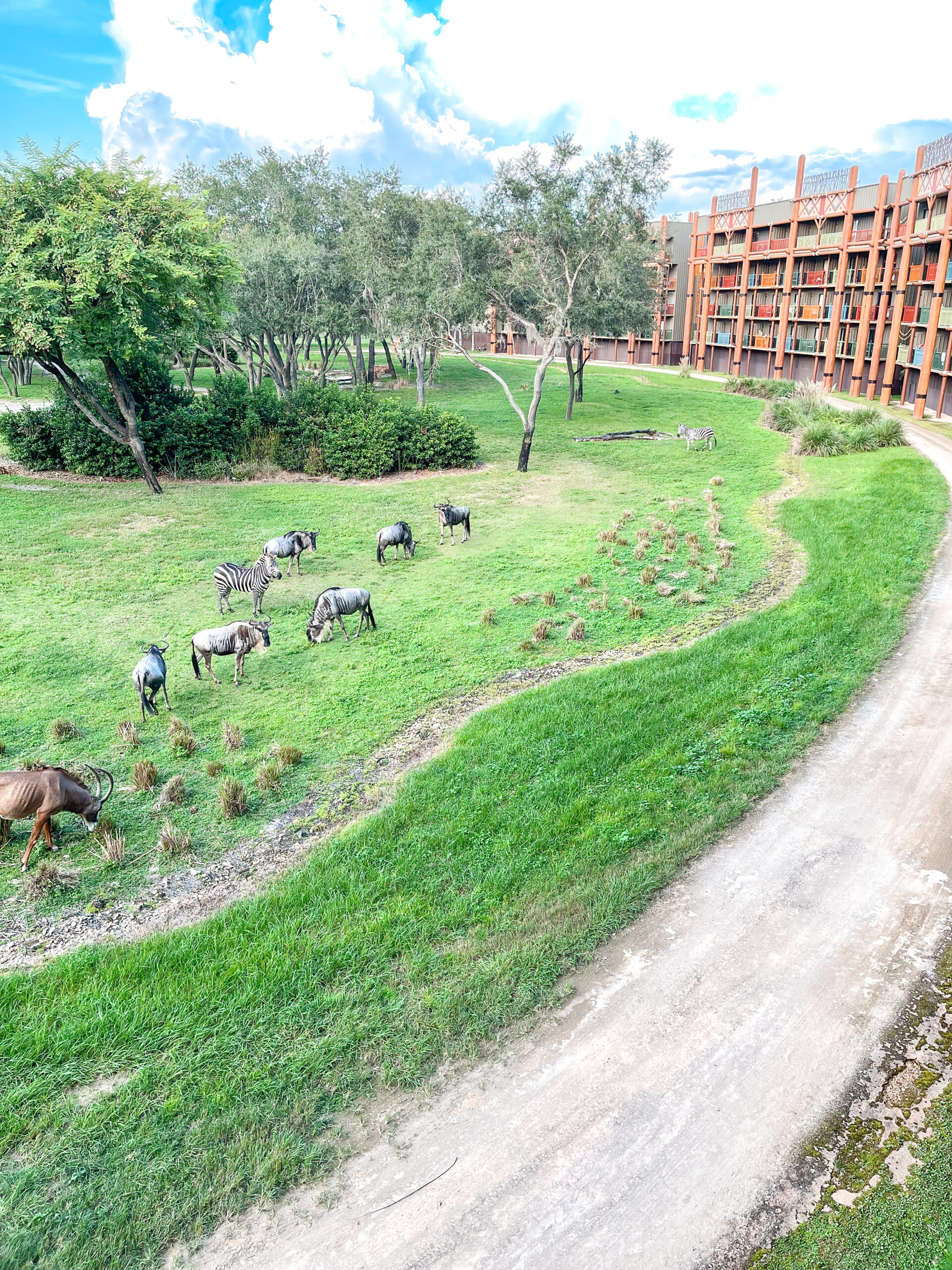 Savanna animals grazing at Disney's Animal Kingdom Lodge.