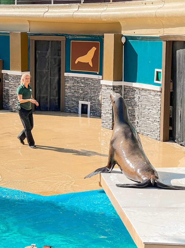 A sea lion and trainer on stage at SeaWorld San Diego.