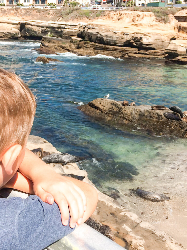 A child looking at sea lions on a rock in La Jolla, California.