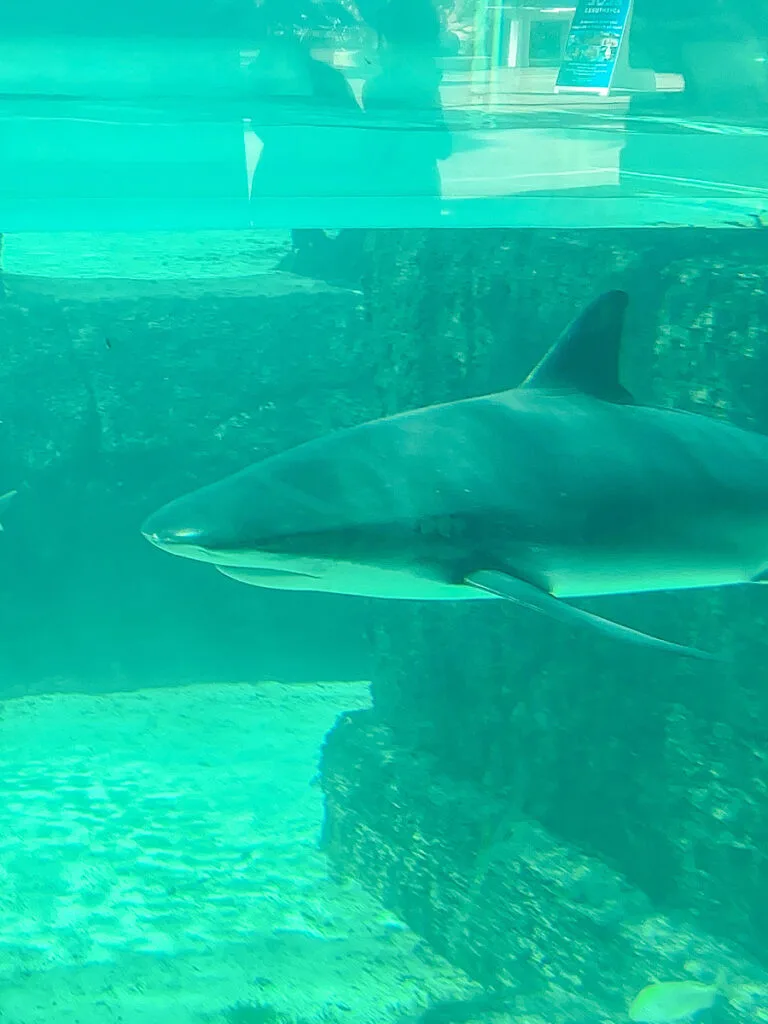 A shark tank at Atlantis in the Bahamas.